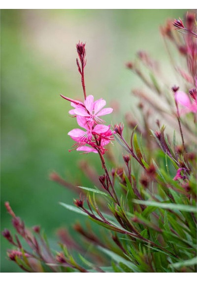 1 Adet Pembe Renk Gaura Çiçeği Fidanı 15-45 Cm Tüplü Çiçekli Bodur Bitkiler Lindheimeri