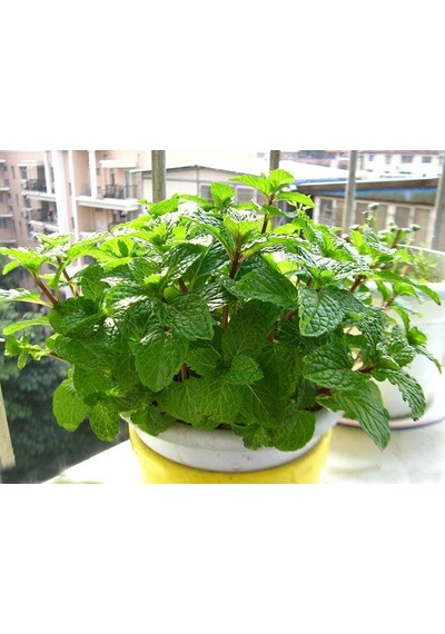 Nane Tohumu Kokulu Nane Tohum Aromalı Nane Tohum Adet Seçiniz 5 Paket 500 Adet