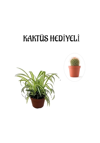 Sarı Yeşil Yapraklı Kurdele Çiçeği Sevgililer Gününe Özel Kaktüs Hediyeli