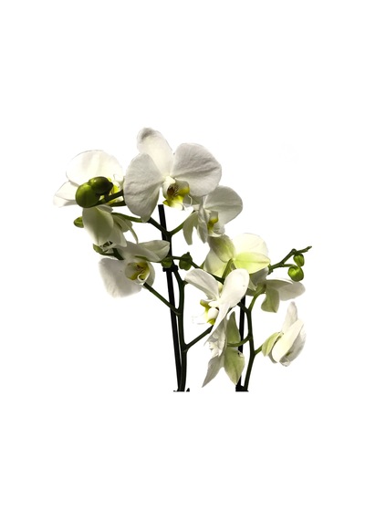 Phalaenopsis leeds N11.2278