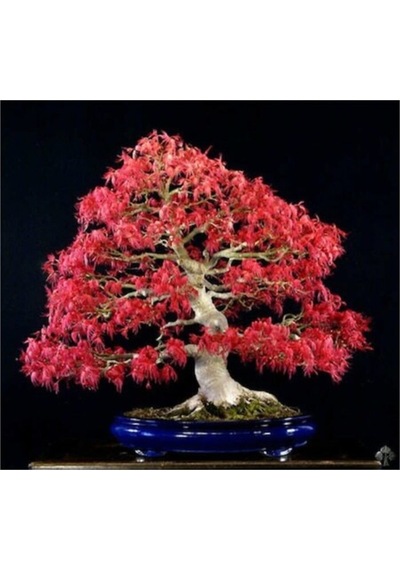 Red Maple Bonzai Ağacı Ekim Seti 5 Adet Tohum Saksı Toprak Kombin