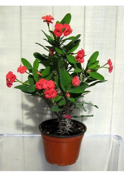 Dikenler Tacı -  Euphorbia milii Kırmızı