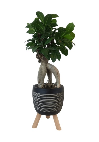 Ficus Ginseng Bonsai Siyah Damla Saksıda