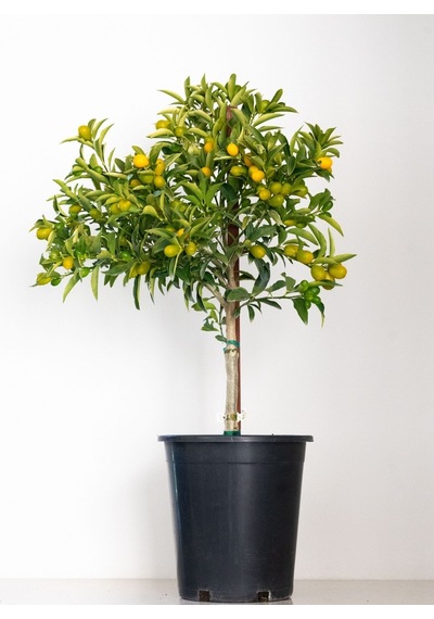 Kumkuat Kamkat Citrus Fortunella 3 Yaş Tüplü Ve Aşılı