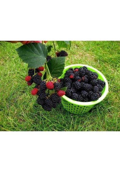 Dikensiz Jumbo Böğürtlen Fidanı 10-20 Cm