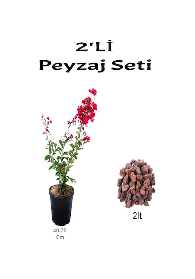 2'li Peyzaj Seti Kırmızı Oya Ağacı Fidanı+ Curf