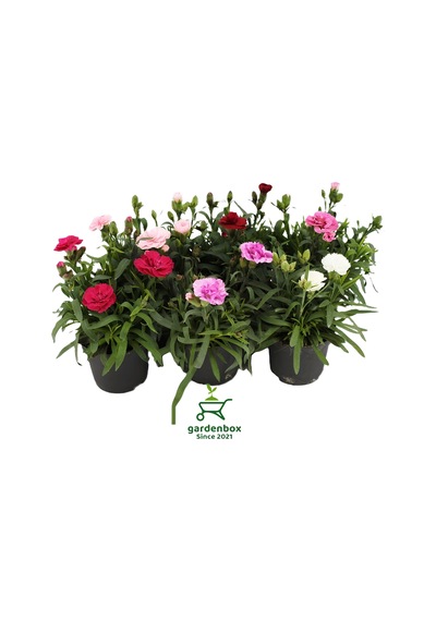 Mis Kokulu Karanfil Çiçeği Kırmızı-pembe-beyaz 3 Adet Saksılı Bodur Tür 15-25cm