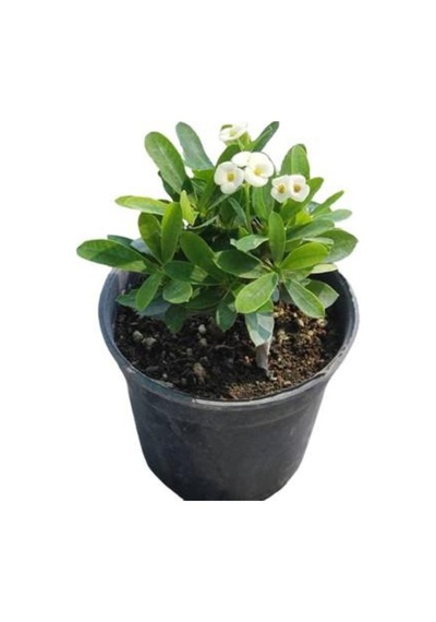 Beyaz Dikenler Tacı Japon Iğnesi Euphorbia Milii 5-15 Cm