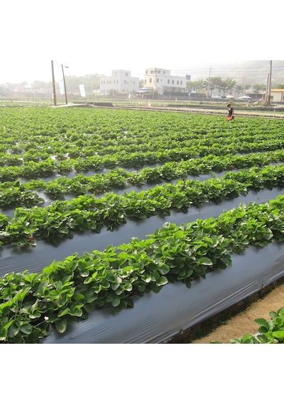 Çilek Mulch Naylonu 50 Cm X 1000 Metre Siyah Taban Örtüsü Pidok Çilek Mulch 30 Micron Uv Li Sebze Naylonu