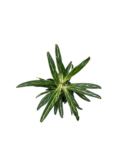 Aglaonema 'zebra Feathers' Çin Herdemyeşili