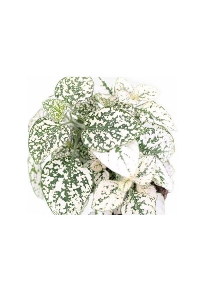 Hipoestes Phyllostachya Hostes Çiçeği Beyaz Yeşil Çilli Yaprak Çiçeği