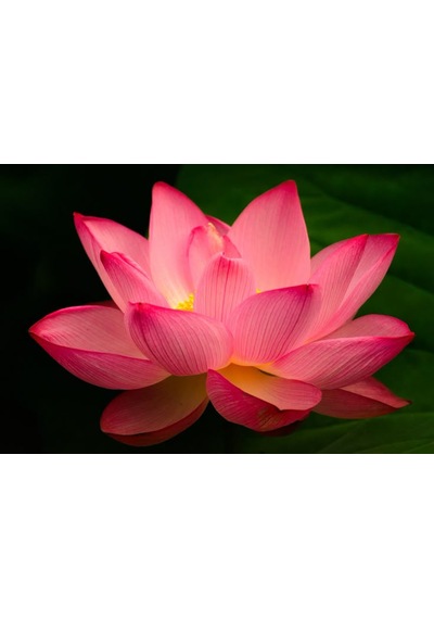 4 Adet Karışık Renklerde Lotus Nilüfer Çiçeği Tohumu Çiçek