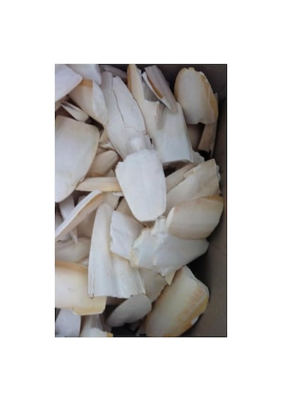 Purecanpati Small Boy Kalamar Kemiği, 100 Gram