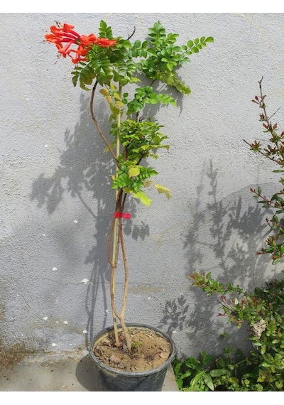 Campsis Radicans Sarmaşık Acem Borusu Çiçeği 50-70cm Saksılı Bahçe Balkon Çiçeği