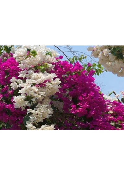 Begonvil Çift Renk Beyaz - Pembe 50 - 70 Cm Bougainvillea