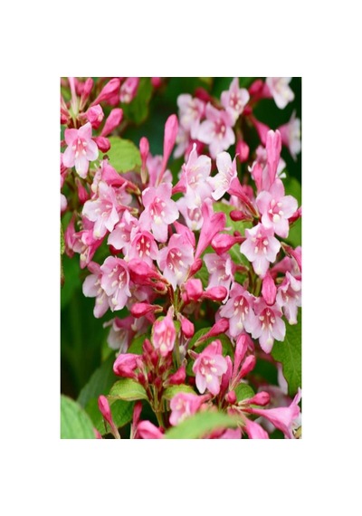 Gelin Tacı Weıgela Florıda Pembe Çiçekli Vangelya 30-40 Cm S