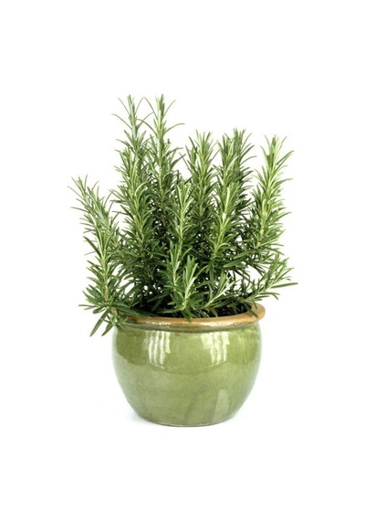 Videolu Kekik Biberiye Seti 10 20 Cm 2 Adet Kekik Biberiye Fidesi Thyme Rosemary