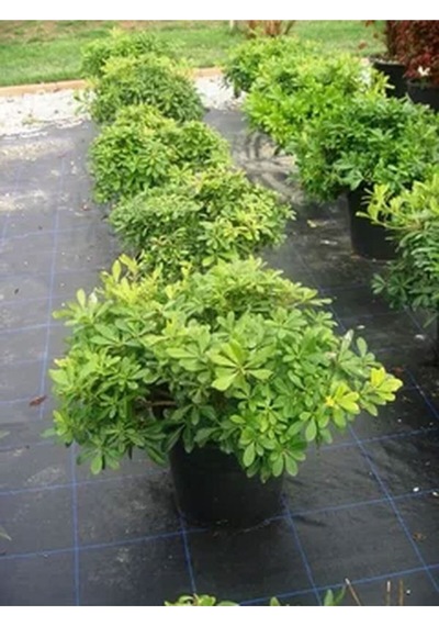 Yıldız Çalısı Pitos 25-35 Cm Saksılı Çiçekli Bodur Bitkiler Pittosporum Tobira
