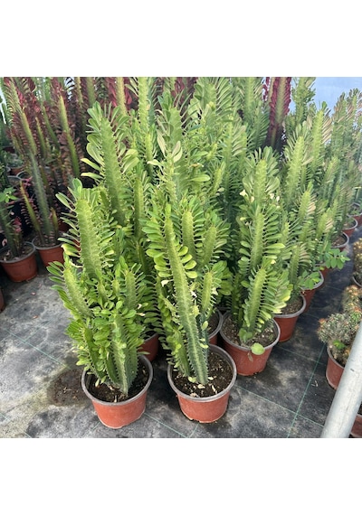 Bol Dallı Büyük Boy Euphorbia Trigona Green - Afrika Yeşil Süt Ağacı Kaktüsü
