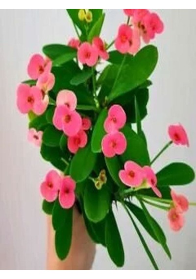Videolu 3'lü Pembe Renk Dikenler Tacı Çiçeği 10-20 Cm Tüplü Çiçekli Bodur Bitkler Euphorbia Milii