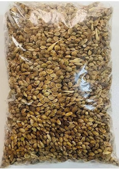 5 KG Korunga Tohumu
