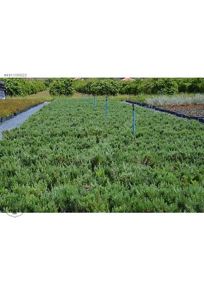 Biberiye Fidanı Rosmanirus Officinalis