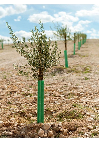Videolu Gemlik Zeytin Fidanı Fidesi 80-190 Cm Tüplü Aşılı Güller Olive Tree Sapling
