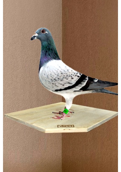 Vixpet Köşe Duvar Güvercin Tüneği 20x20 Cm - 5 Adet