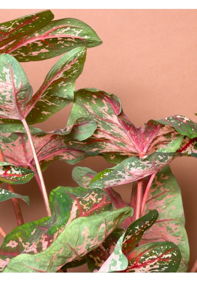 Caladium Caladium Bicolor 63 Cm Yeşil Pembe Yapraklı Form