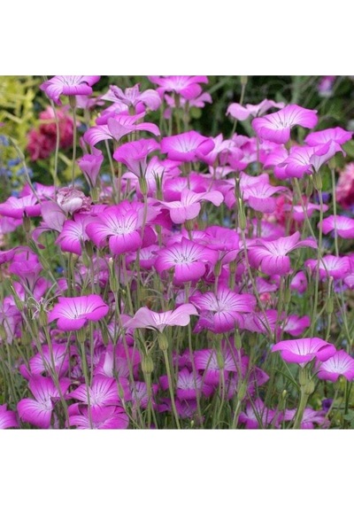 5 Adet Lilac Rosea Agrostemma Githago Barberry Tohumu