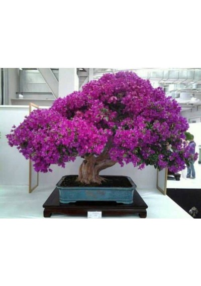 Bodur Bonsai Erguvan Ağacı Tohumu 5 Adet Tohum..