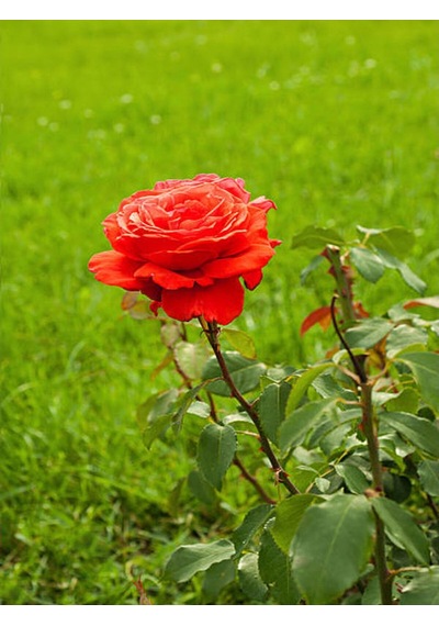 1. Kalite Özel Seri 3 Adet Chica Açık Kırmızı Gül 45-85cm Saksılı Chica Light Red Rose