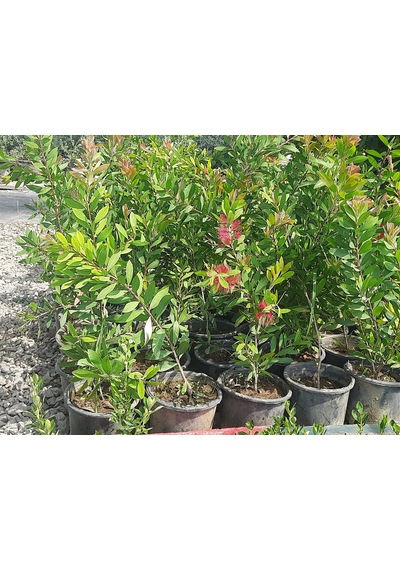 Bahçevilya 2 Yaşında Tüplü Fırça Çalısı 60- 80 Callistemon Fidan