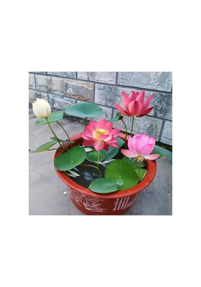 10 Adet Tohum Nadir Pembe Hint Nilüfer Lotusa Lotus Çiçeği Tohumu Organik Mis Kokulu Çiçek