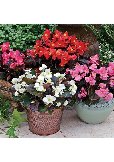 Şeker Begonya 3 Lü Set Karışık Renklerde 10-20 Cm