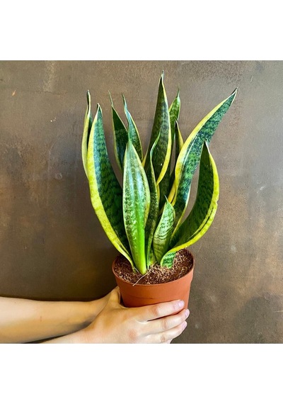 Sansevieria - Paşa Kılıcı - Peygamber Kılıcı Bitkisi 30-40 Cm