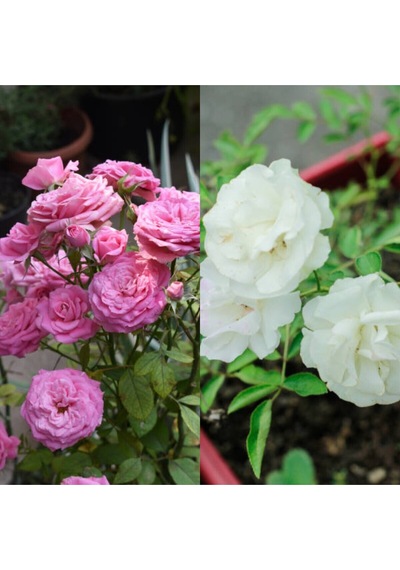Videolu Pembe Ve Beyaz Yediveren 2 Adet Gül Fidanı Saksılı 45-80 Cm Pink And White Rose Sapling