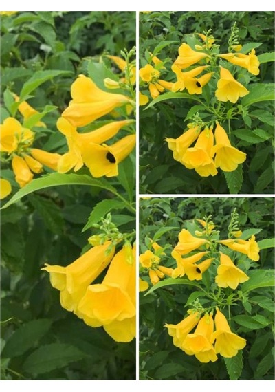 Sarı Acem Borusu Çiçeği 3 Adet 40-60 Cm Dış Mekan Bitkisi Yellow Campsis Grandiflora