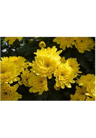 Sarı Kasımpatı Çiçeği Fidanı Saksılı 10-20 Cm