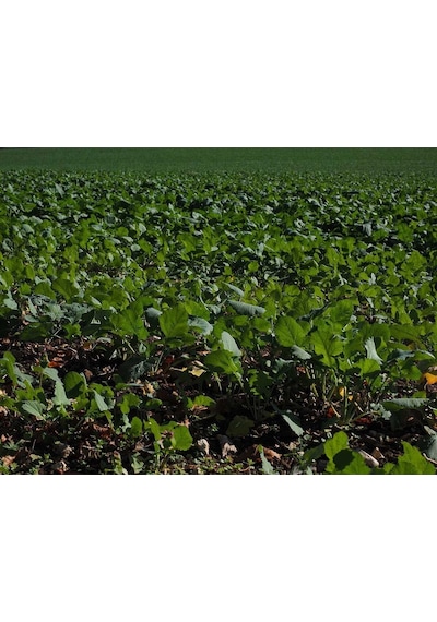 Sıvı Fosfor Gübresi 20 Kg 1 kg