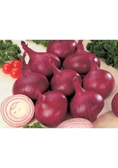 60+ Red Burgundy Kırmızı Soğan Tohumu N11415