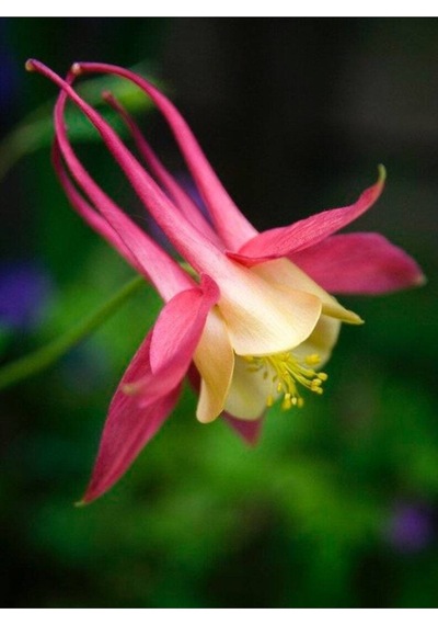 5 Adet Native Wild Columbine Tohumu