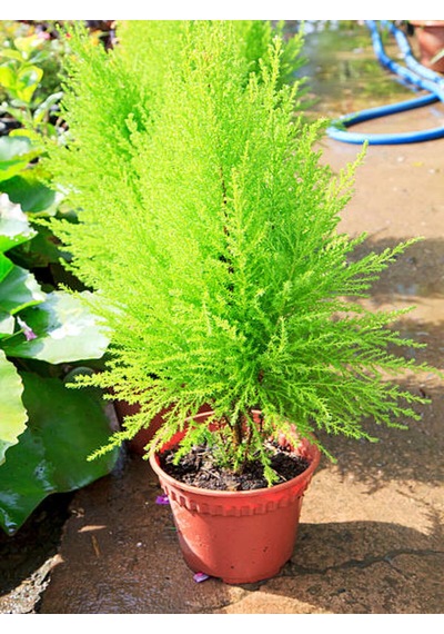 Favori Ürün Limoni Servi Limon Selvi Fidanı 10 15cm 8 Adet Tüplü Dış Mekan Cupressus Macrocarpa