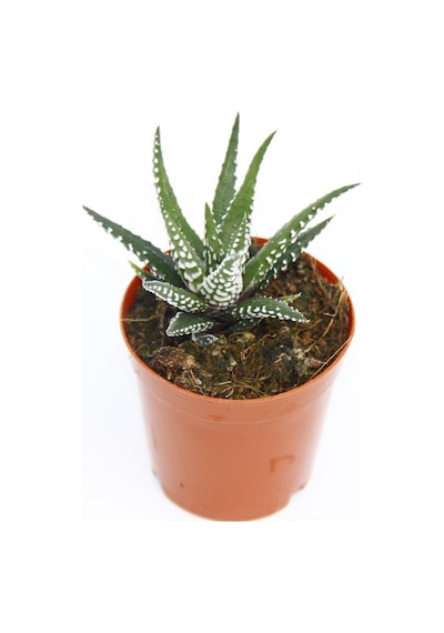 Zebra Kaktüs 20 Adet - Haworthia Fasciata