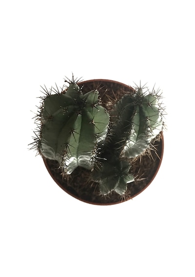 Polaskia Chichipe (Kaktüs) Ø8,5 CM Y10-15 CM