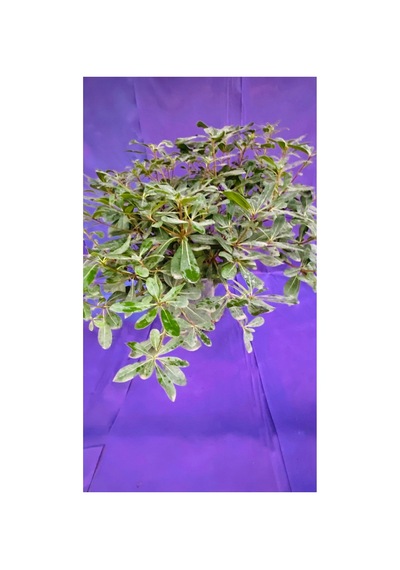 Pittosporum Büyük Boy