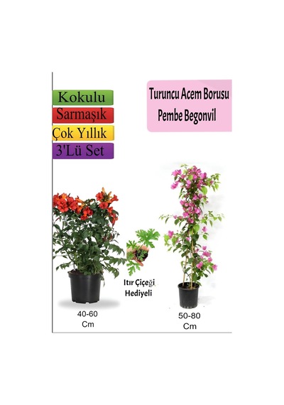 Turuncu Acem Borusu+ Pembe Begonvil+ Itır Hediyeli