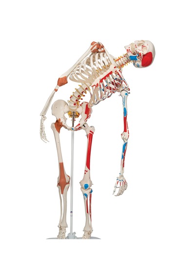 Iskelet Modeli. Kasları Ve Ligamentleri Gösteren 180 Cm