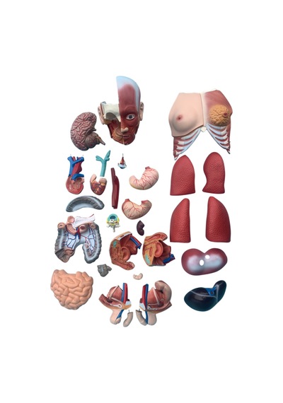 Kaslı Torso Modeli - Çift Cinsiyetli. 85 Cm - 30 Parçalı