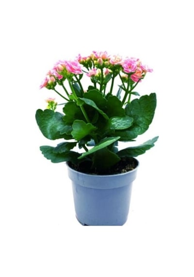 Iç Mekan Kalanşo Çiçeği Fidanı 10-20 Cm